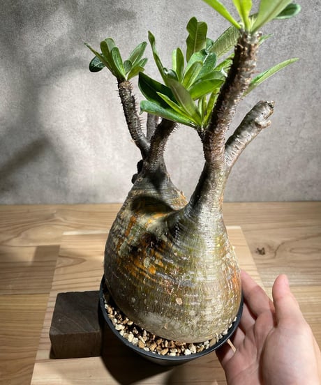 パキポディウム グラキリス　Pachypodium gracilius 　発根済　(商品番号gk-88)