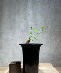 オペルクリカリア パキプス　根差し　(商品番号PP-59)