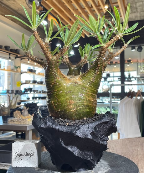 CATEGORY Pachypodium gracilius(パキポディウム グラキリス) |