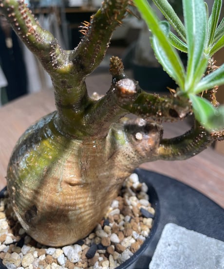 パキポディウム グラキリス　Pachypodium gracilius 　発根済　(gk-558)