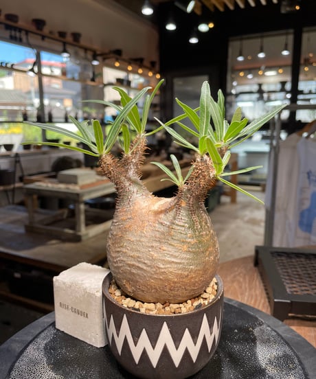 パキポディウム グラキリス　Pachypodium gracilius 　発根済　(gk-505valiem）