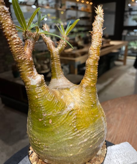 パキポディウム グラキリス　Pachypodium gracilius 　発根済　(gk-468)