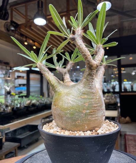 パキポディム グラキリス　Pachypodium gracilius 　発根済　(gk-207)