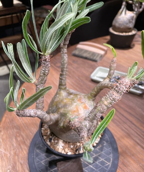 パキポディウム グラキリス　Pachypodium gracilius 　発根済　(gk-372)