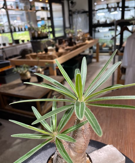 パキポディウム グラキリス　Pachypodium gracilius 　発根済　(gk-486)
