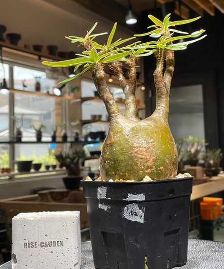 パキポディウム グラキリス　Pachypodium gracilius 　発根済　(gk-391)