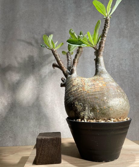 パキポディウム グラキリス　Pachypodium gracilius 　発根済　(商品番号gk-88)