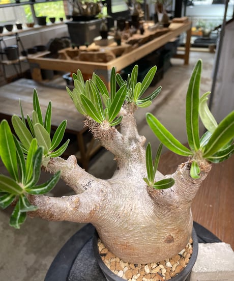 パキポディウム イノピナツム　Pachypodium inopinatum 　発根済　(pi-101)