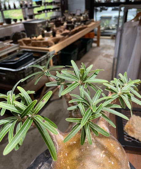 パキポディウム グラキリス　Pachypodium gracilius 　発根済　(gk-495）