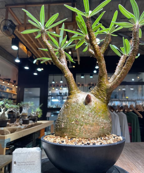 パキポディウム グラキリス　Pachypodium gracilius 　発根済　(gk-519）