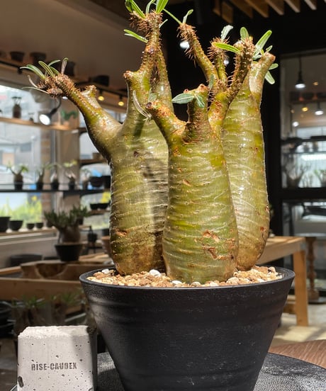 パキポディウム グラキリス　多頭　Pachypodium gracilius 　発根済　(gk-544)