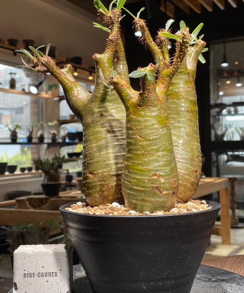 パキポディウム グラキリス 多頭 Pachypodium gracilius 発根済