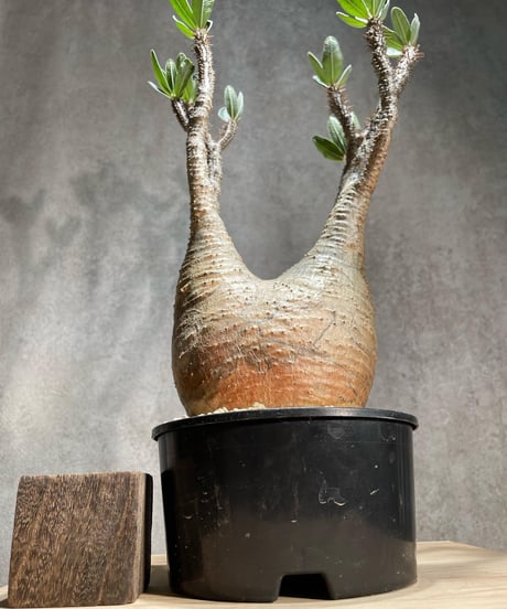 パキポディウム グラキリス　Pachypodium gracilius 　発根済　(商品番号gk-78)