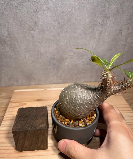 パキポディウム グラキリス　Pachypodium gracilius 　発根済　(商品番号gk-63valiem)  VALIEM 　BOWL　sizeXS　(VALIEMタグ付き)