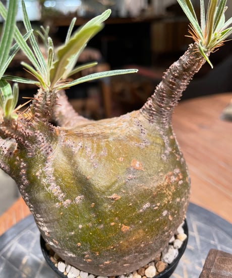 パキポディウム グラキリス　Pachypodium gracilius 　発根済　(gk-382)