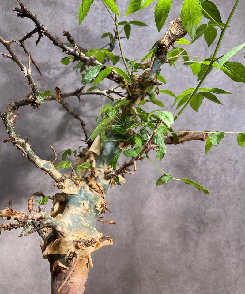 コミフォラエミニー 発根済 (商品番号en-2valiem) | RISE-CAUDEX O