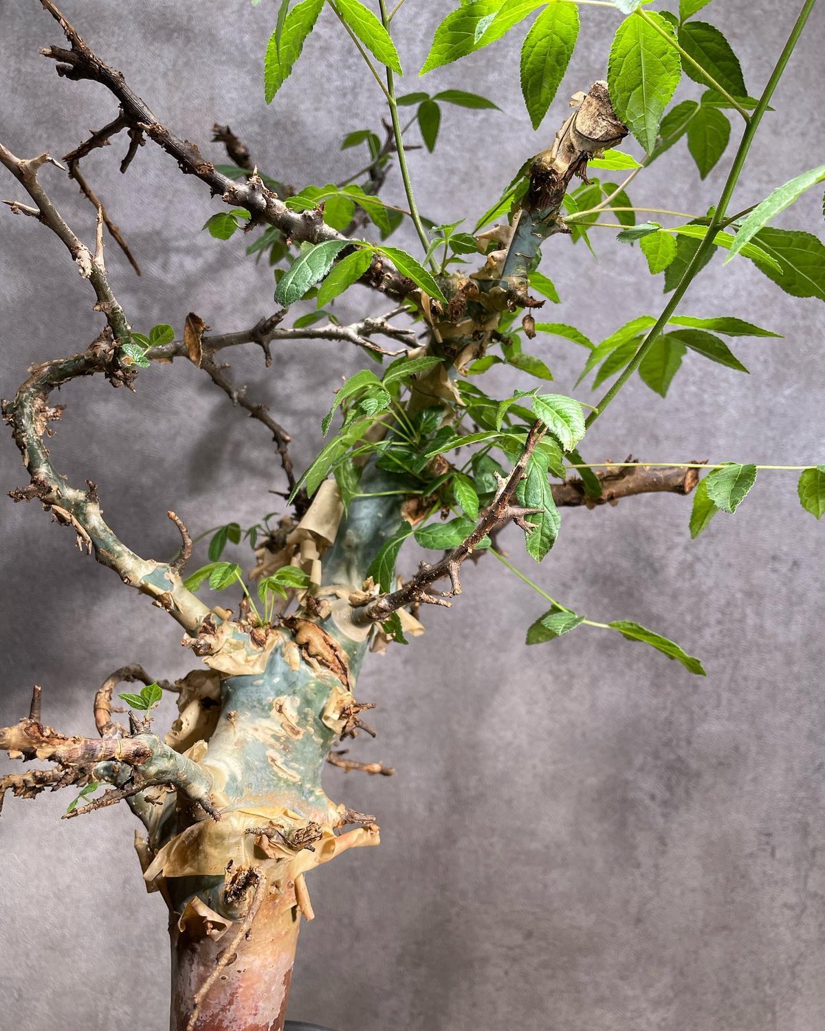 コミフォラエミニー 発根済 (商品番号en-2valiem) | RISE-CAUDEX O