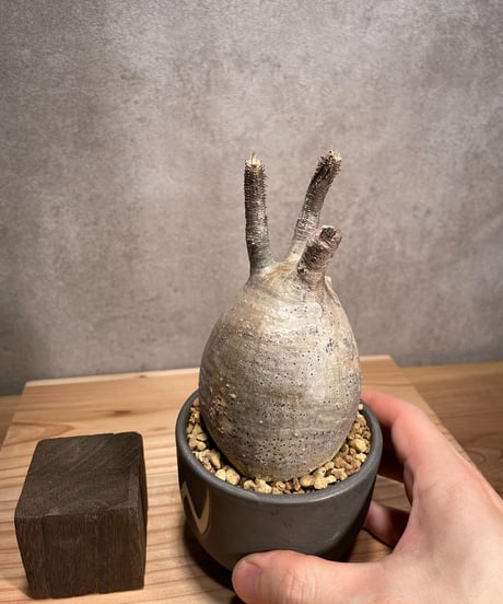 パキポディウム グラキリス　Pachypodium gracilius 　発根済　(商品番号gk-53valiem)  VALIEM 　BOWL　sizeS　(VALIEMタグ付き)