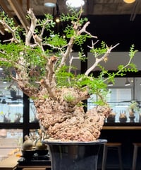 オペルクリカリア パキプス／Operculicarya pachypus　発根済　(商品番号PP-101)