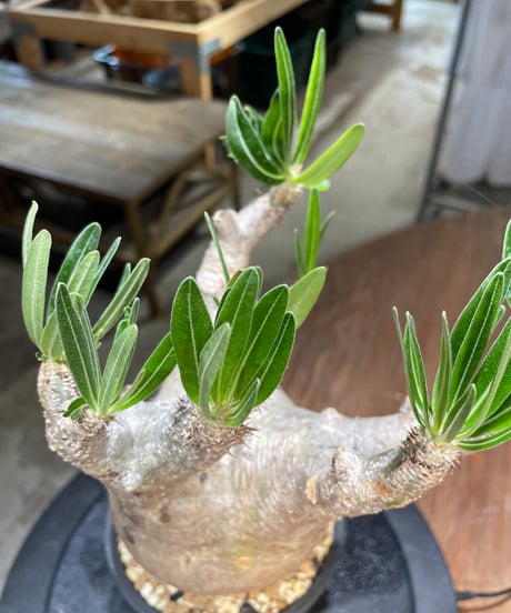 パキポディウム イノピナツム　Pachypodium inopinatum 　発根済　(pi-101)
