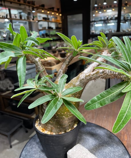 パキポディウム グラキリス　Pachypodium gracilius 　発根済　(gk-524）