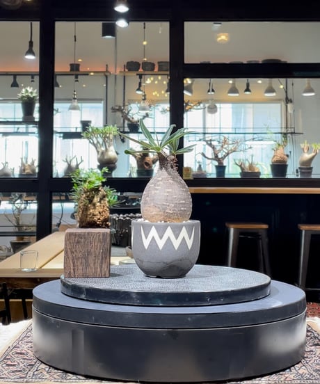 CATEGORY VALIEM鉢植込み | RISE-CAUDEX ONLINE STORE CATEGORY VALIEM鉢植込み | RISE-CAUDEX ONLINE STORE