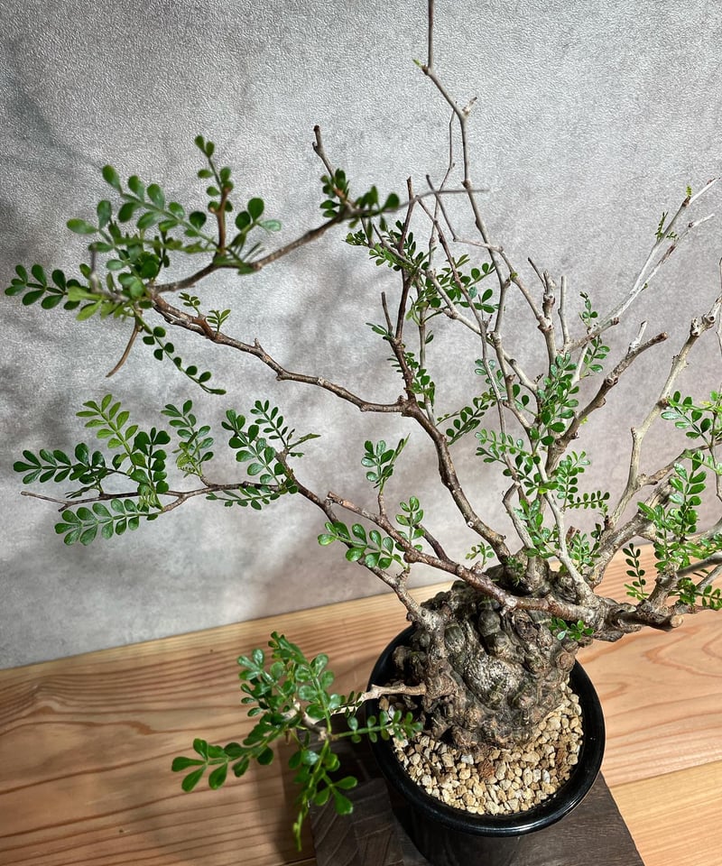 オペルクリカリア パキプス／Operculicarya pachypus 発根済 (塊根幅8c