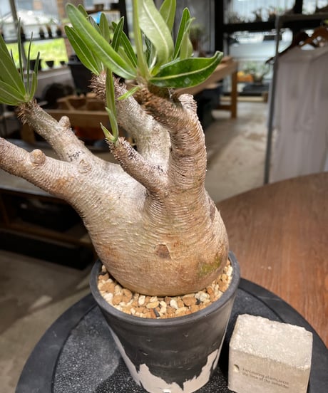 パキポディウム イノピナツム　Pachypodium inopinatum 　発根済　(pi-101)