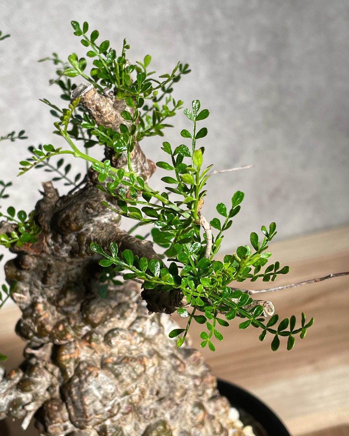 オペルクリカリア パキプス Operculicarya pachypus 1点物】オペルクリカリア・パキプス | Operculicarya Pachypus