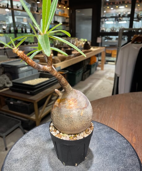 パキポディウム グラキリス　Pachypodium gracilius 　発根済　(gk-522）