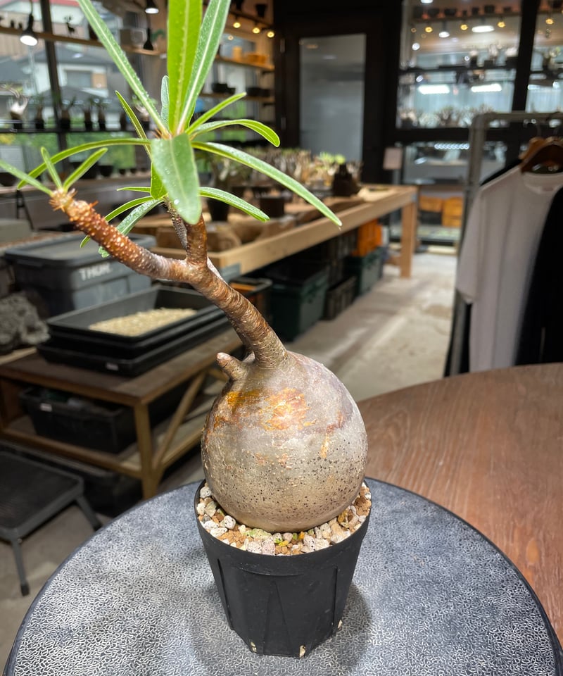 パキポディウム グラキリス Pachypodium gracilius 発根済 (gk-52