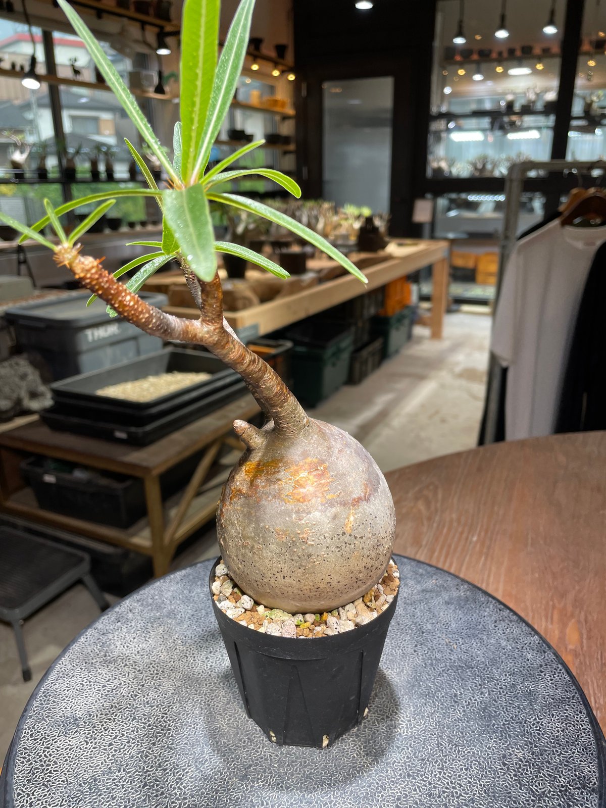 パキポディウム グラキリス Pachypodium gracilius 発根済 (gk-52