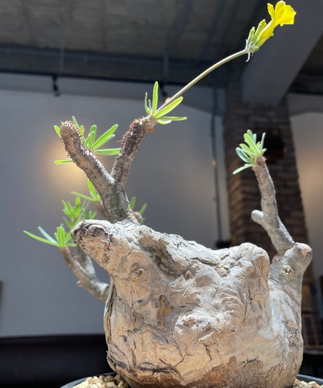 パキポディウム グラキリス　Pachypodium gracilius 　発根済　(gk-201)