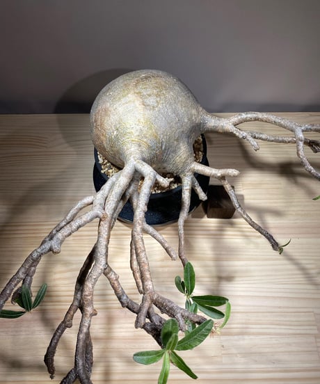 パキポディウム グラキリス　Pachypodium gracilius 　発根済　(商品番号gk-121)