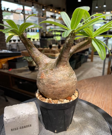 パキポディウム グラキリス　Pachypodium gracilius 　発根済　(gk-489)