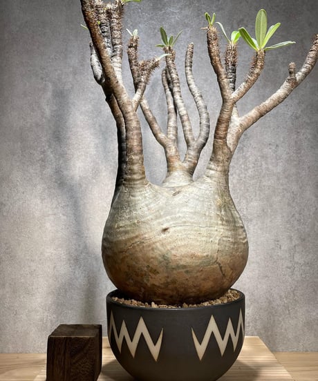 パキポディウム グラキリス　Pachypodium gracilius 　発根済　(商品番号gk-70valiem)  VALIEM 　(VALIEMタグ付き)