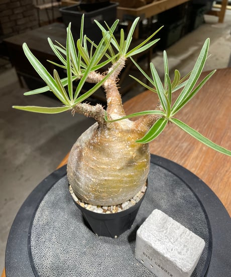 パキポディウム グラキリス　Pachypodium gracilius 　発根済　(gk-450）