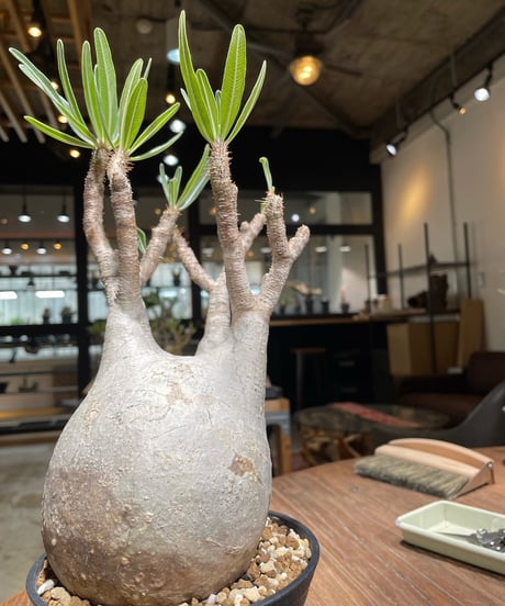 パキポディウム グラキリス　Pachypodium gracilius 　発根済　(gk-374)
