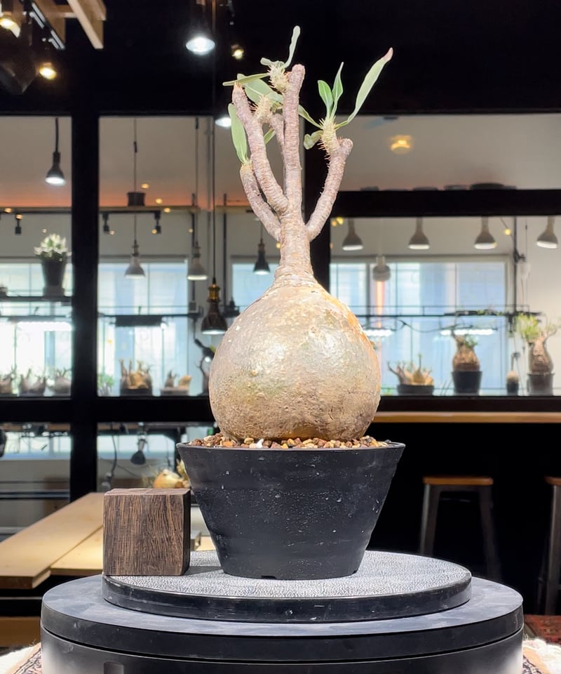 パキポディウム グラキリス 現地球 発根済み Jasugan鉢 【公式通販】