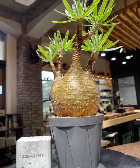 パキポディウム グラキリス　Pachypodium gracilius 　発根済　(gk-467)