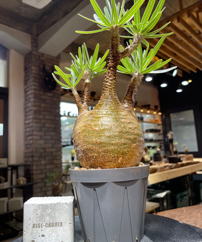 パキポディウム グラキリス Pachypodium gracilius 発根済 (gk-46