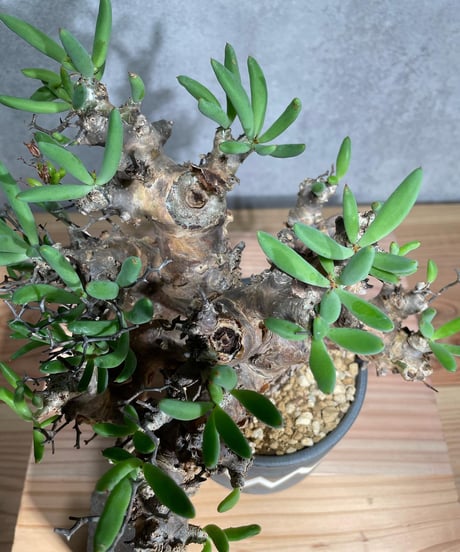 チレコドン レティキュラータス　Tylecodon reticulatus　万物想 　発根済　(商品番号cr-12valiem)VALIEM 　BLOCK　sizeM　(VALIEM巾着、タグ付き)