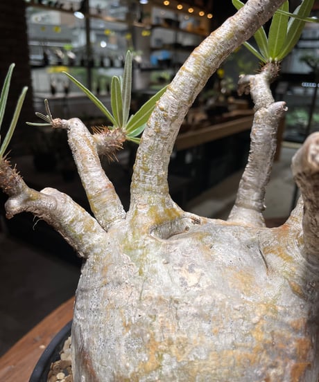 パキポディウム グラキリス　Pachypodium gracilius 　発根済　(gk-463)