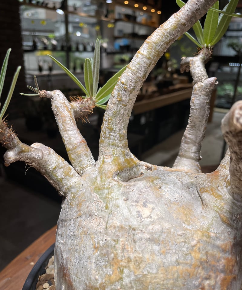 パキポディウム グラキリス Pachypodium gracilius 発根済 (gk-46