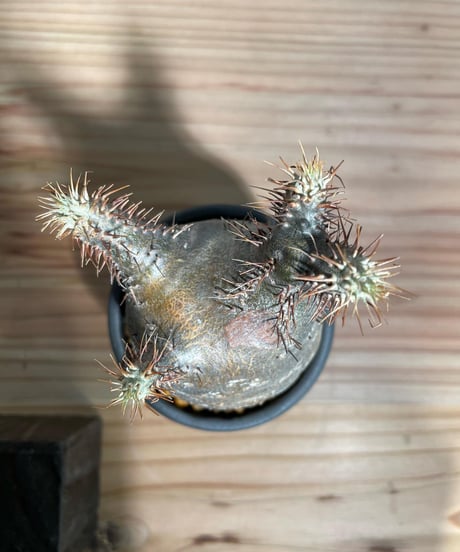 パキポディウム グラキリス　Pachypodium gracilius 　発根済　(商品番号gk-25valiem)  VALIEM 　BOWL　sizeXS　(VALIEM巾着、タグ付き)