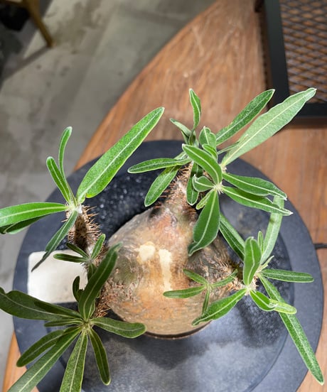 パキポディウム グラキリス　Pachypodium gracilius 　発根済　(gk-505valiem）