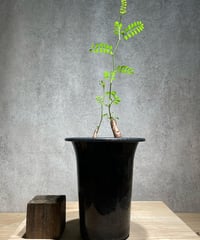 オペルクリカリア パキプス 根差し (商品番号PP-59) | RISE-CAUDEX ONL