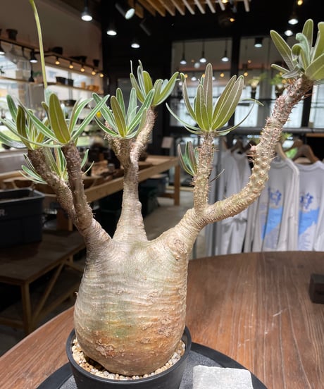 パキポディウム グラキリス　Pachypodium gracilius 　発根済　(gk-438）
