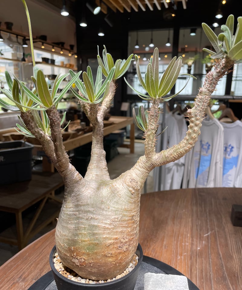 パキポディウム グラキリス Pachypodium gracilius 発根済 (gk-43