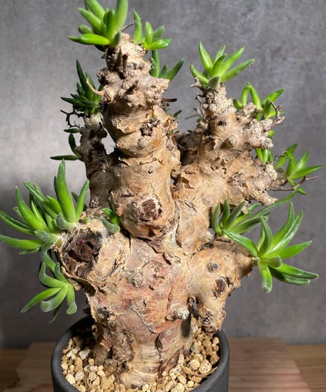 チレコドン レティキュラータス　Tylecodon reticulatus　万物想 　発根済　(商品番号cr-15valiem)VALIEM 　BLOCK　sizeM　(VALIEM巾着、タグ付き)